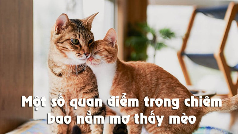 Chỉ ra những quan điểm khi nằm mơ thấy mèo